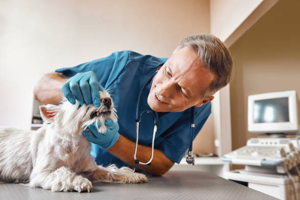 Best Weekend Emergency Dentist in Lake City, AR